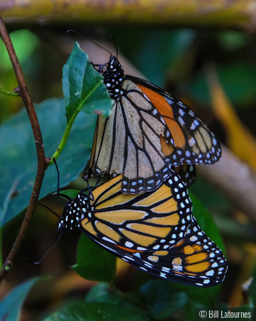 Butterflies by Bill Latournes