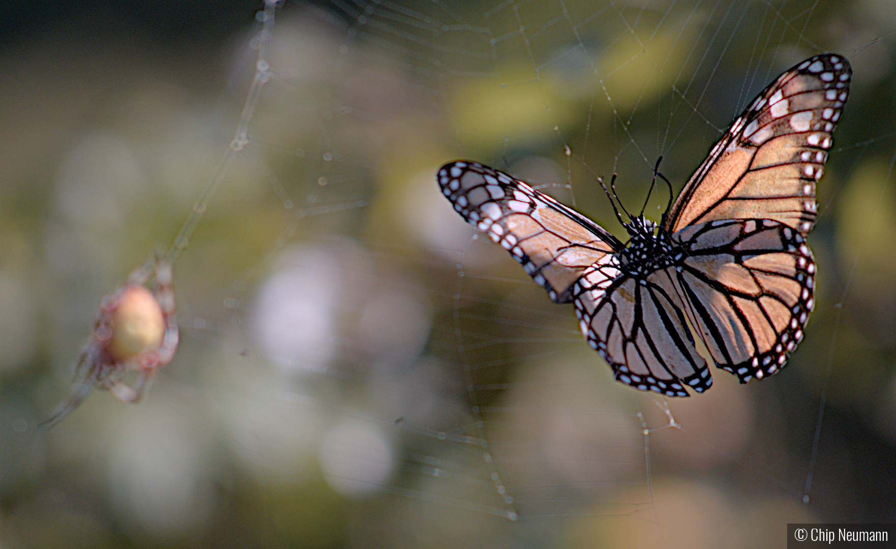 Butterfly in a spider web by Chip Neumann