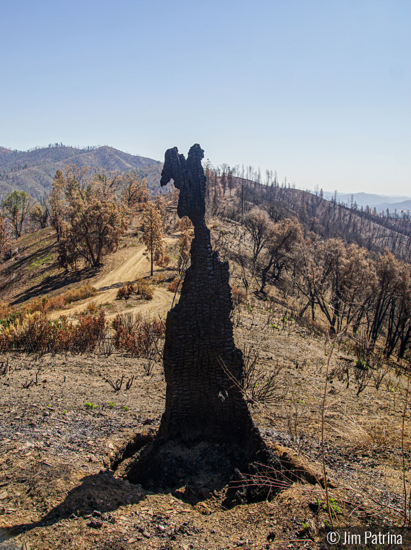 California Fire Angel by Jim Patrina