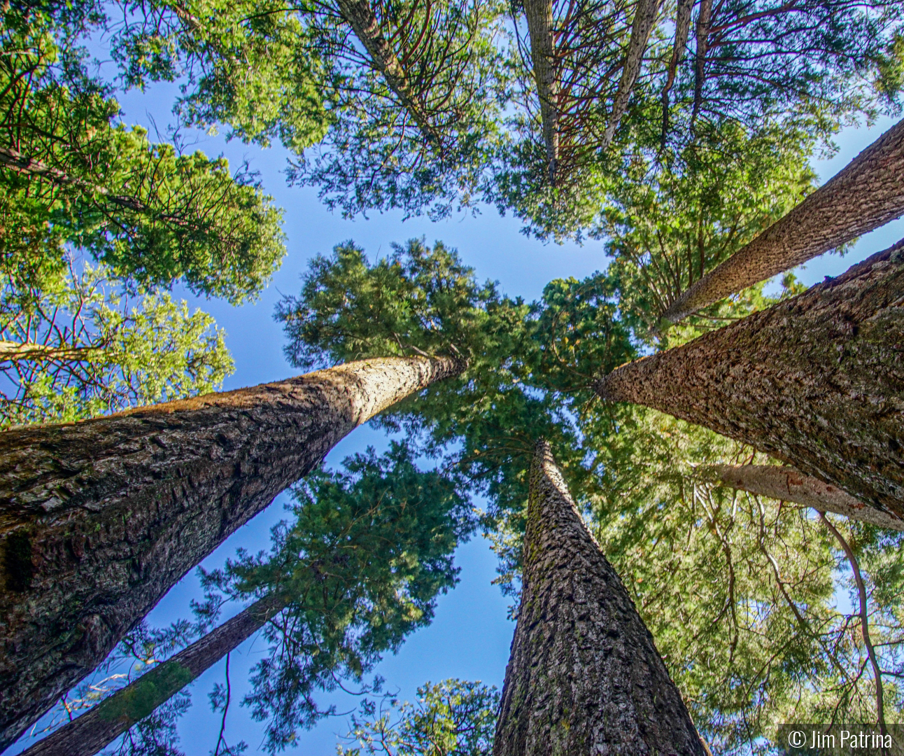 California Sequoias Canopy by Jim Patrina