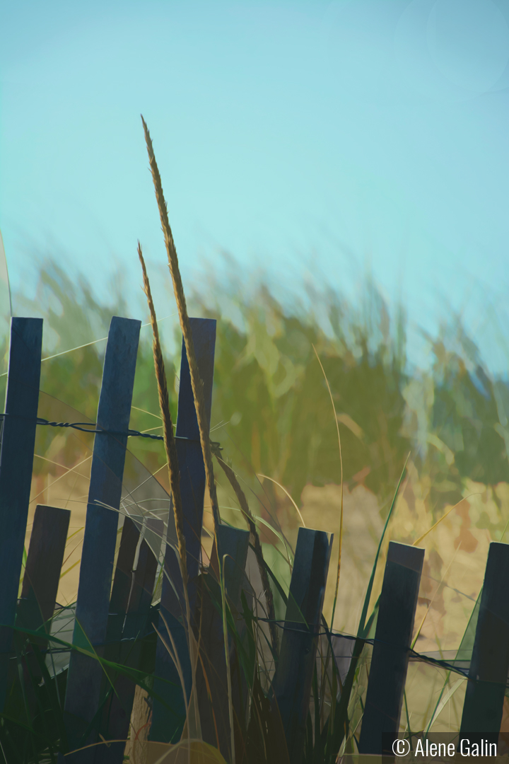 Cape Cod Fence by Alene Galin