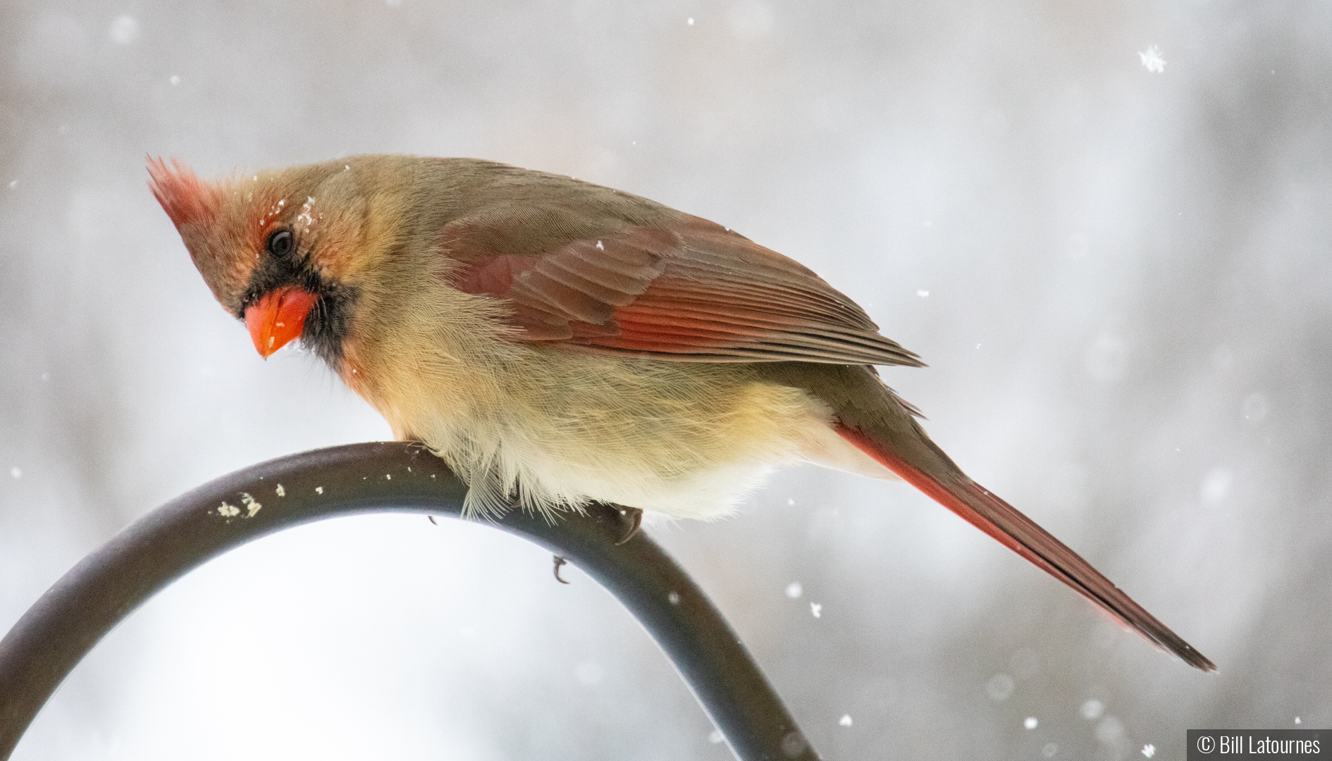 Cardinal by Bill Latournes