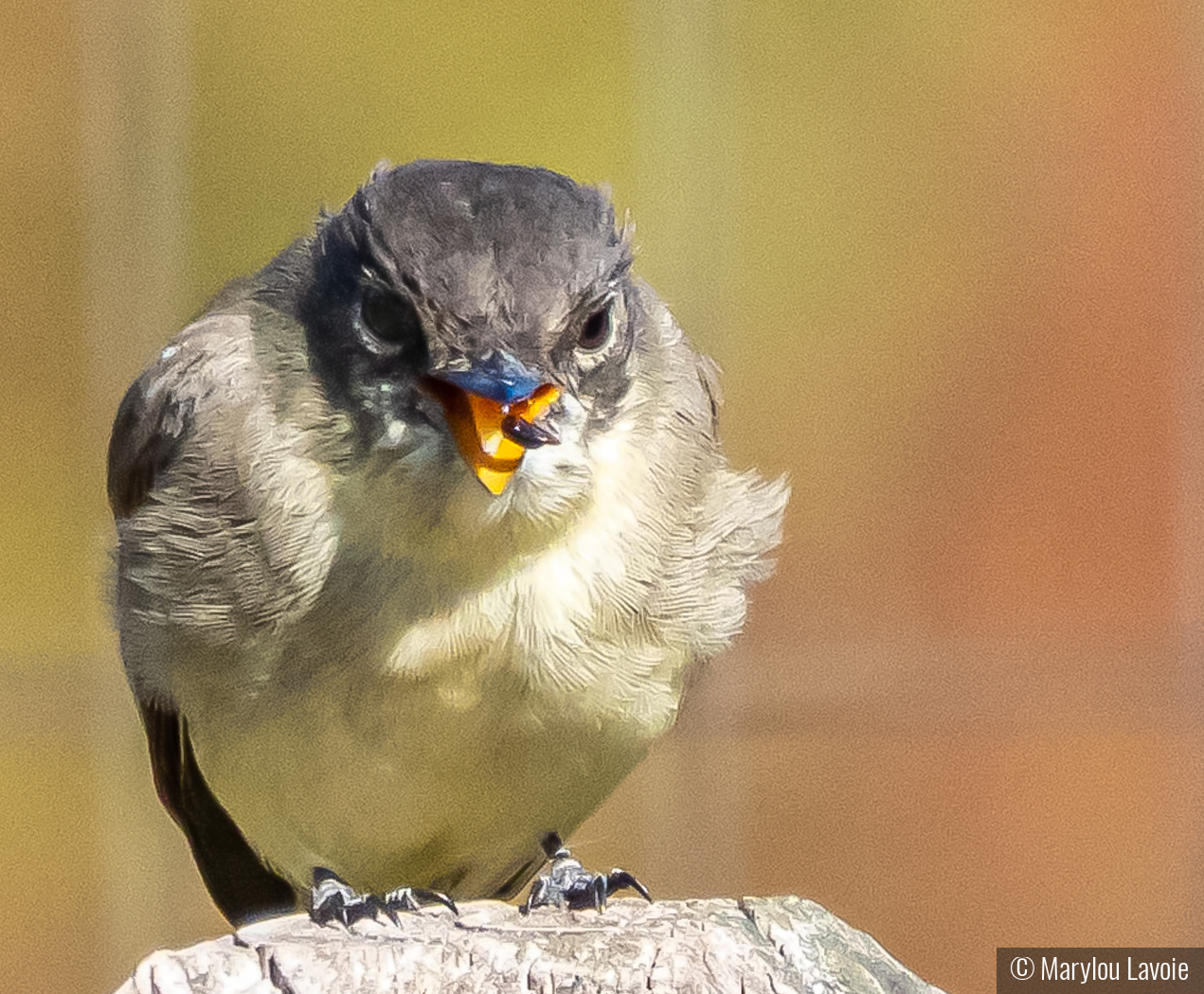 Catch! by Marylou Lavoie