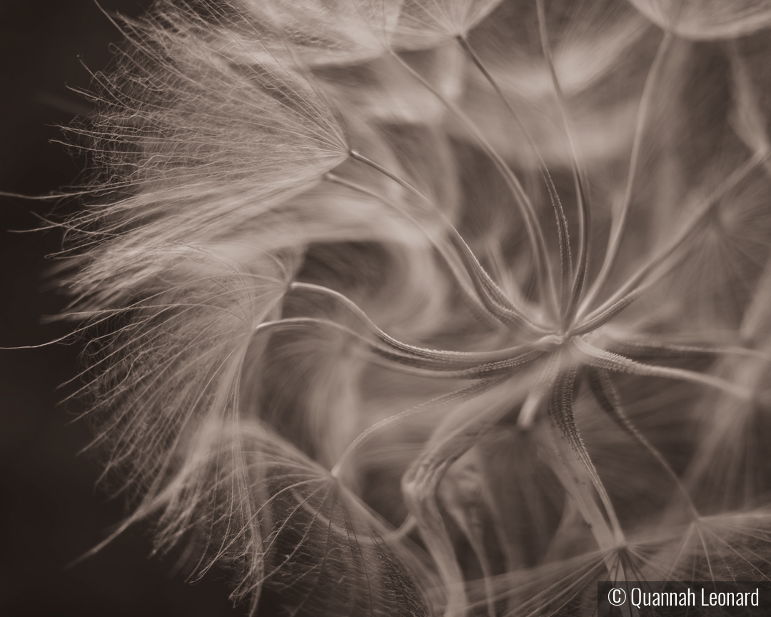 Centrifuge by Quannah Leonard