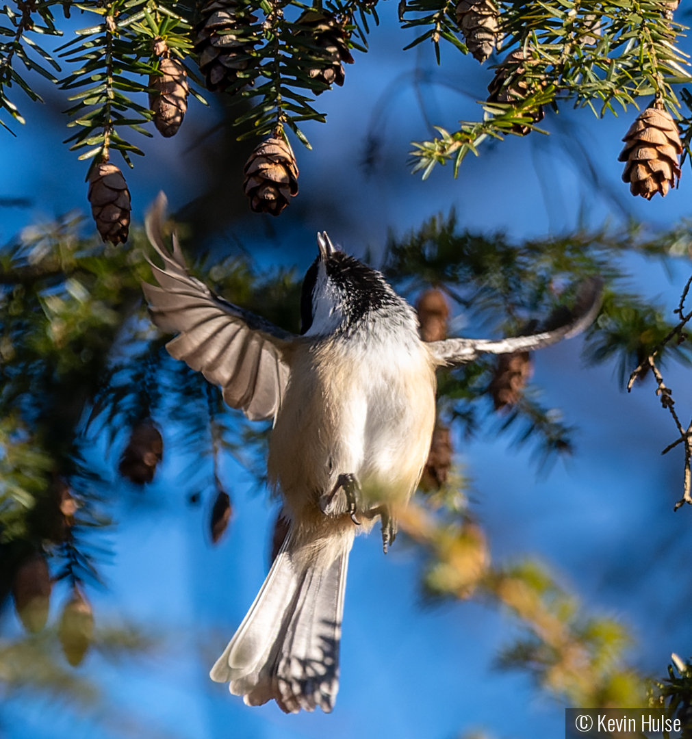 Chickadee and Hemlock by Kevin Hulse