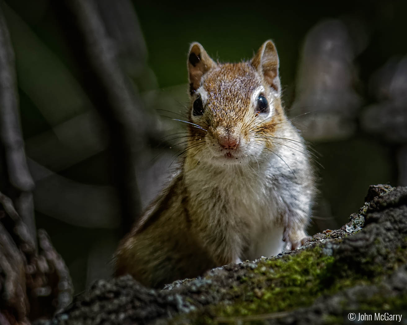 Chipper by John McGarry