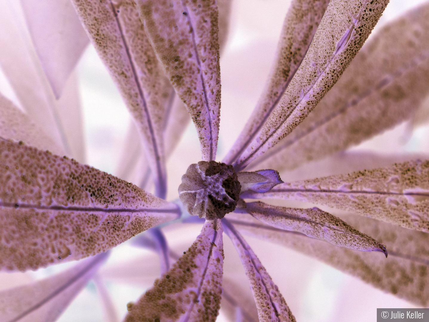 Chlorophyll Error by Julie Keller