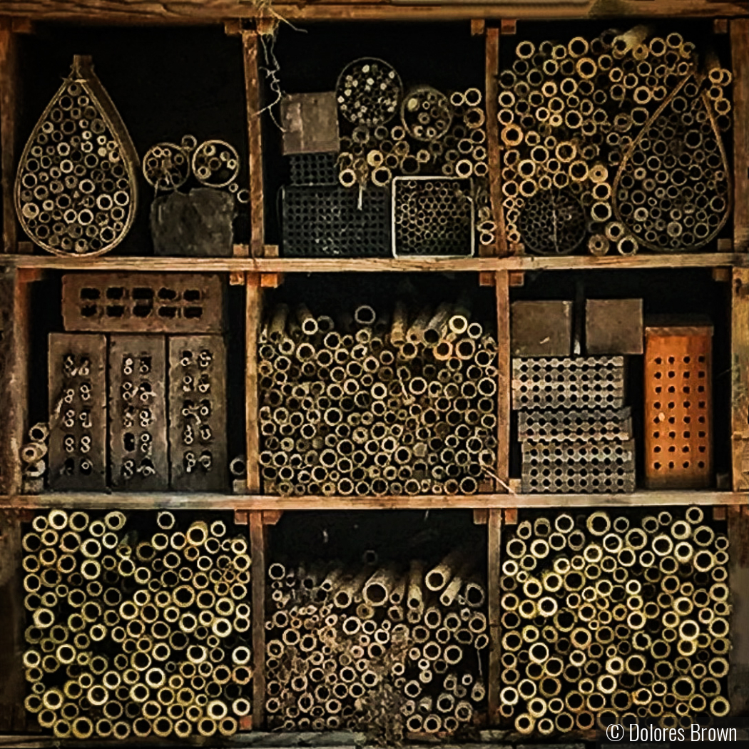 Circles Within Rectangles and Squares by Dolores Brown