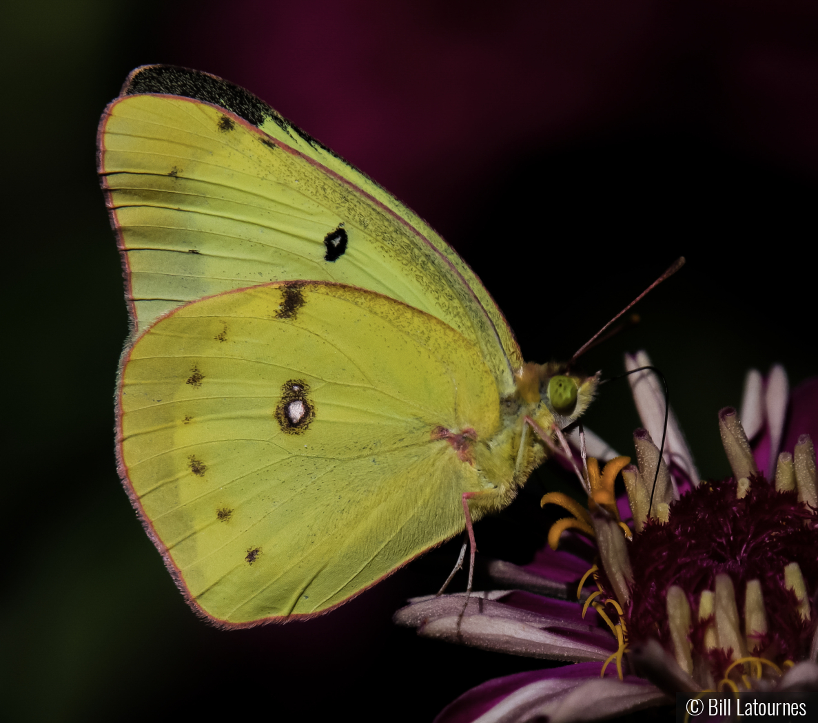 Clouded Sulphur Butterfly by Bill Latournes