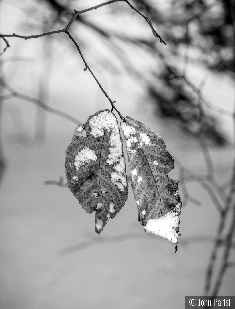 cold by John Parisi