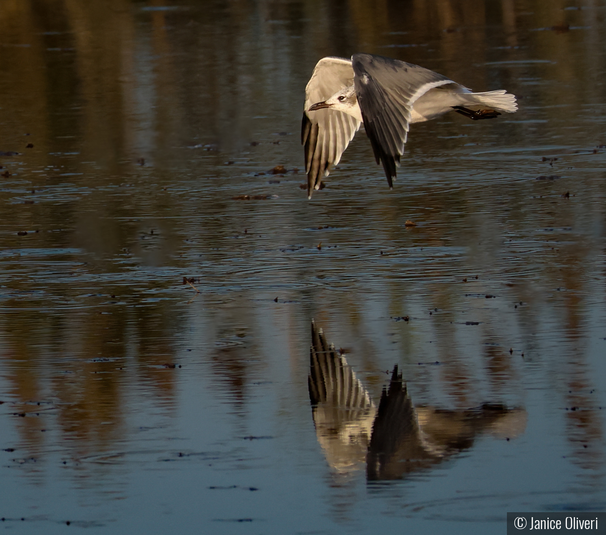 Coming in for the night by Janice Oliveri