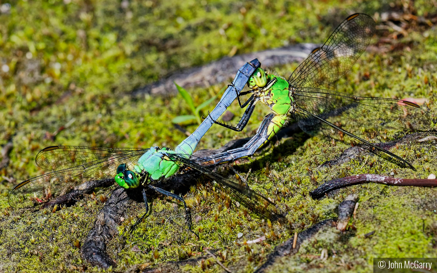 Common Pond Hawks Mating by John McGarry
