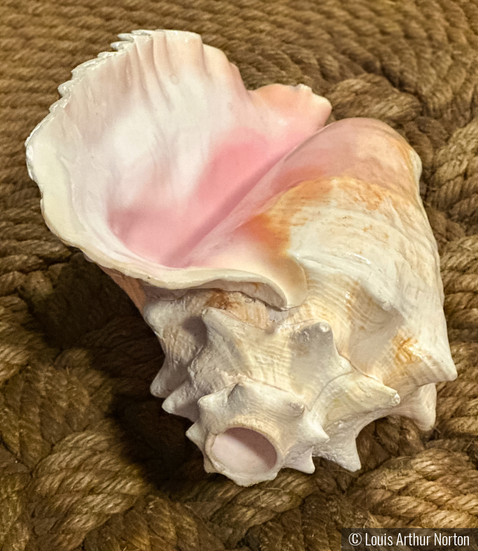 Conch Trumpet's Mouthpiece by Louis Arthur Norton