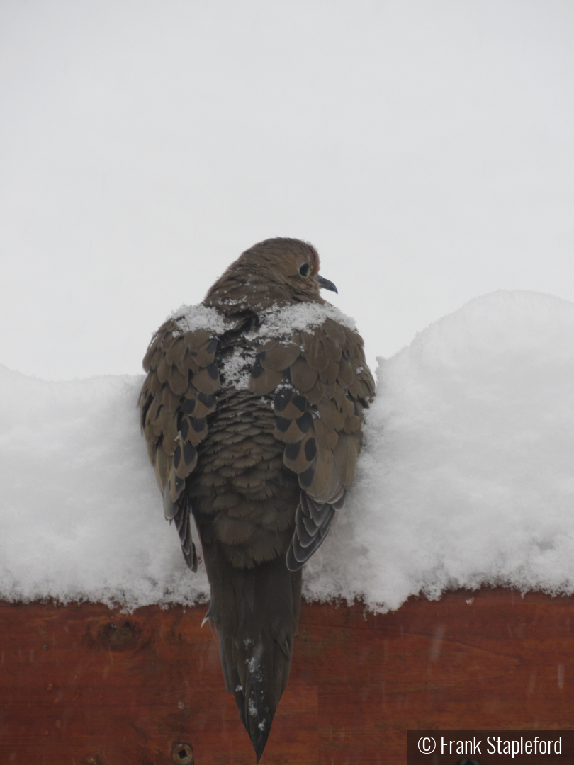 Cool Dove by Frank Stapleford