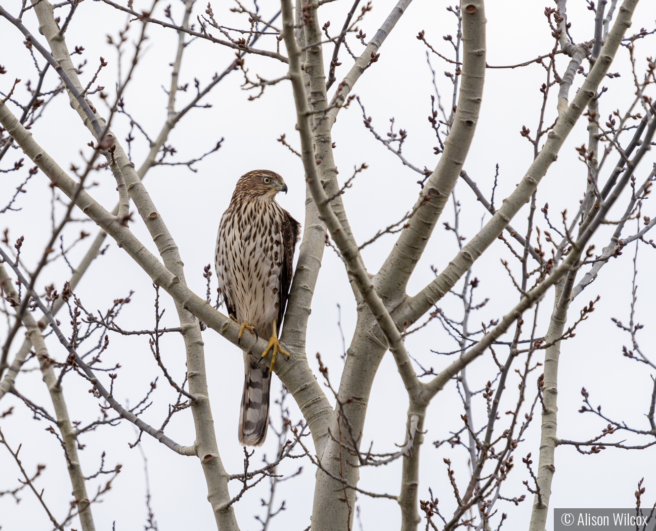 Cooper's Hawk by Alison Wilcox