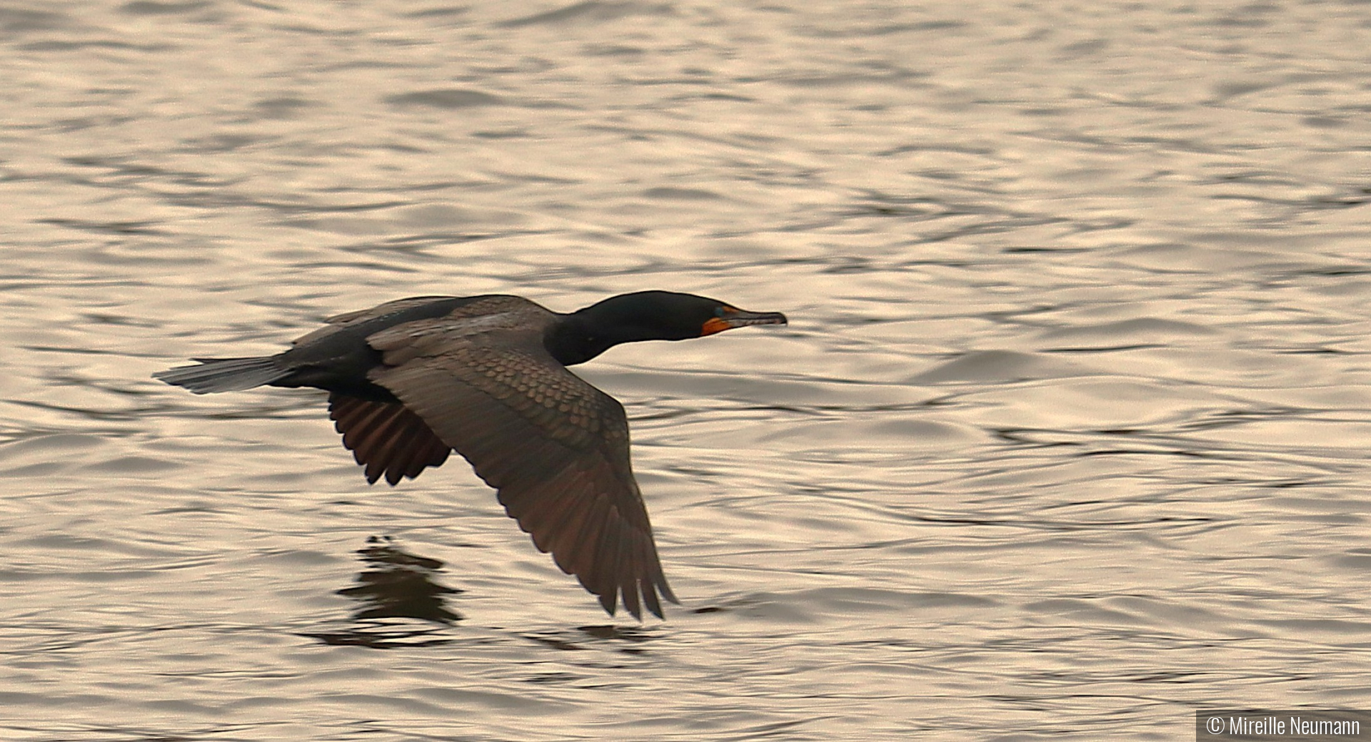 Cormorant in flight by Mireille Neumann