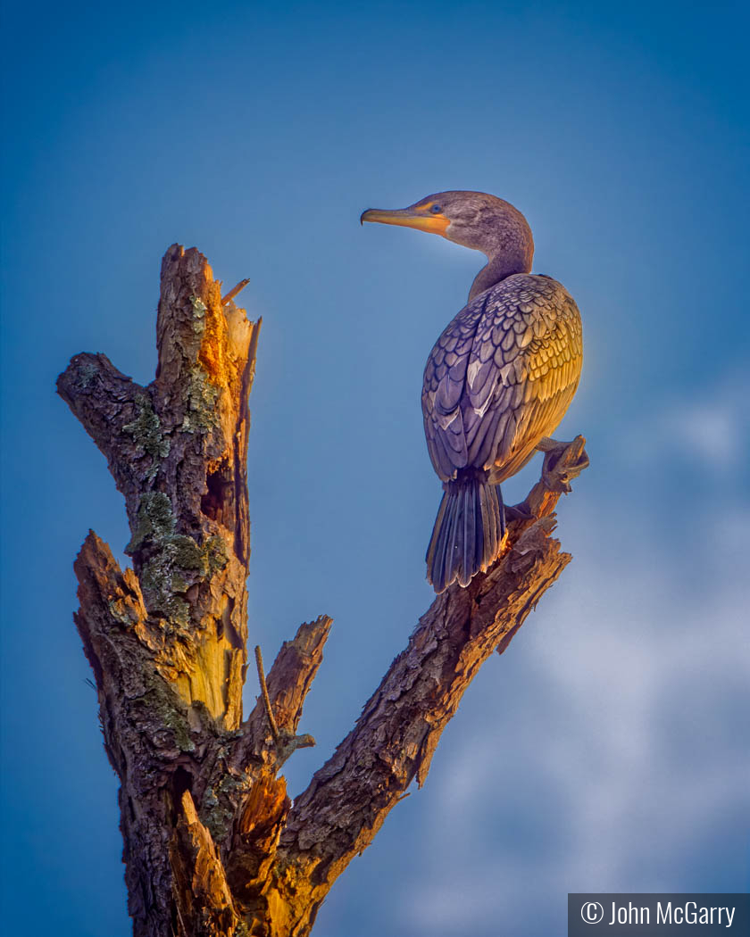 Cormorant on Dead Tree by John McGarry