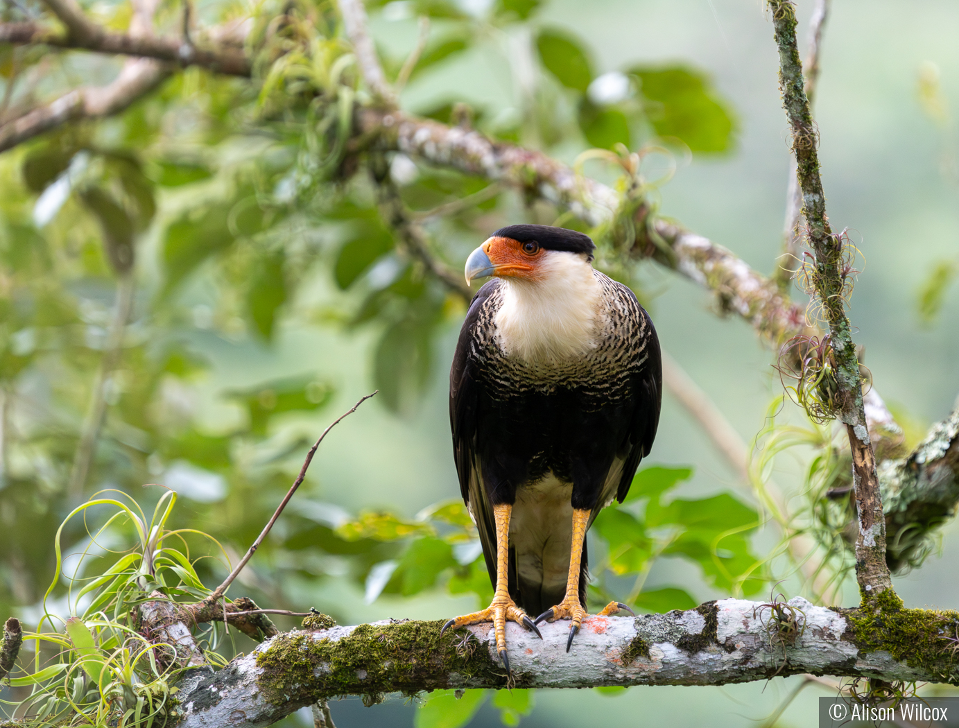 Crested Caracara by Alison Wilcox