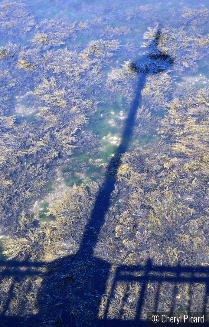 Crossing Light by Cheryl Picard