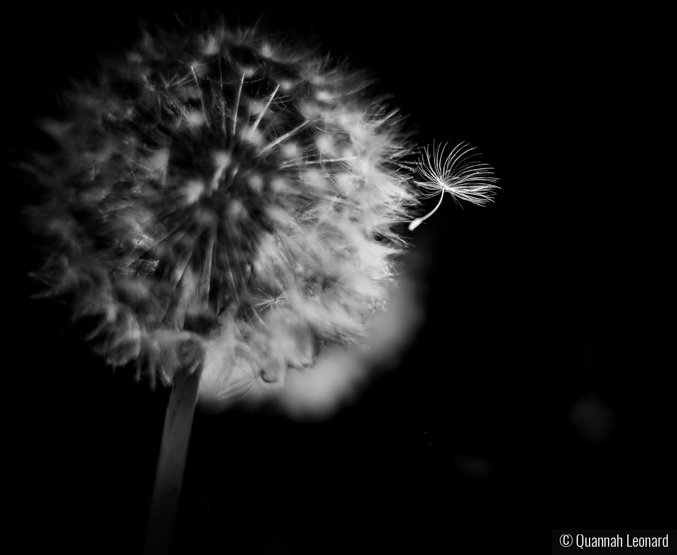 Dandelion Jumper by Quannah Leonard