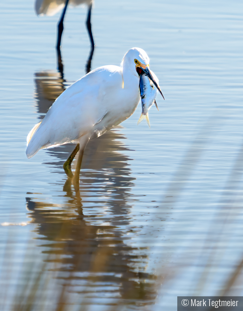 Darn right I'm going to swallow it! by Mark Tegtmeier