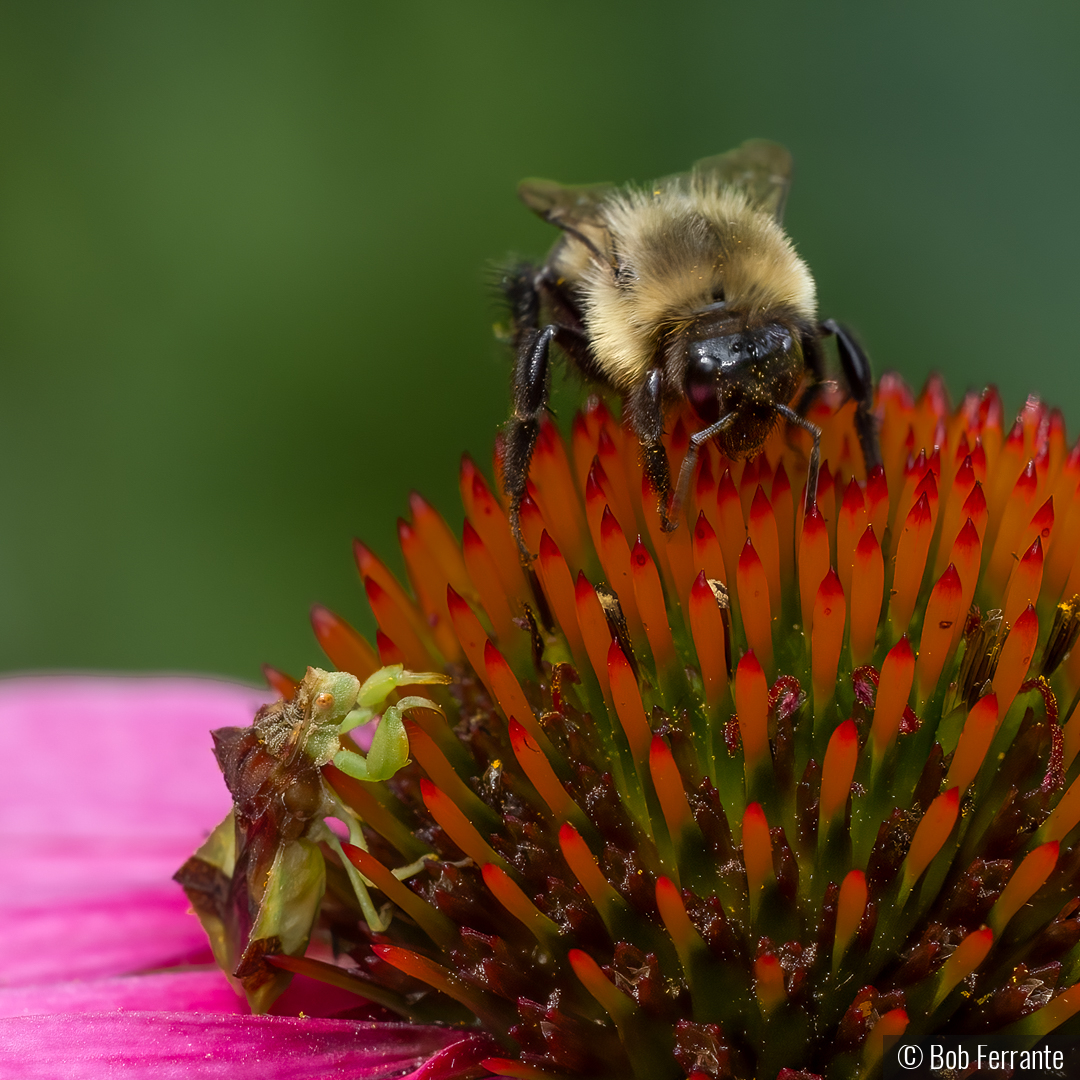 Decision Time For An Ambush Bug by Bob Ferrante