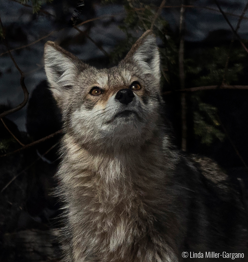 Deep in Thought by Linda Miller-Gargano