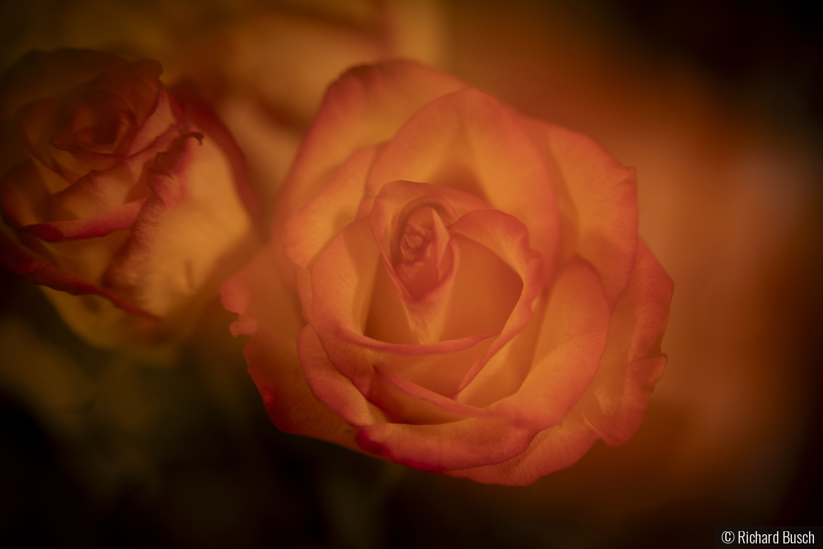 Double exposure Rose by Richard Busch