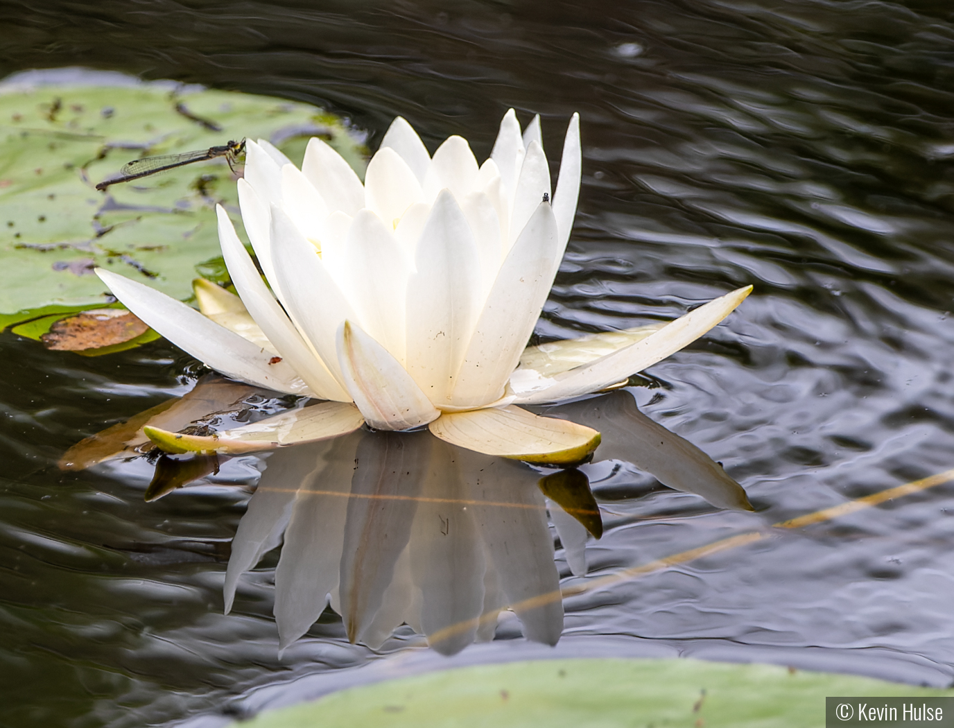 Dragon Fly and Water Lilly by Kevin Hulse