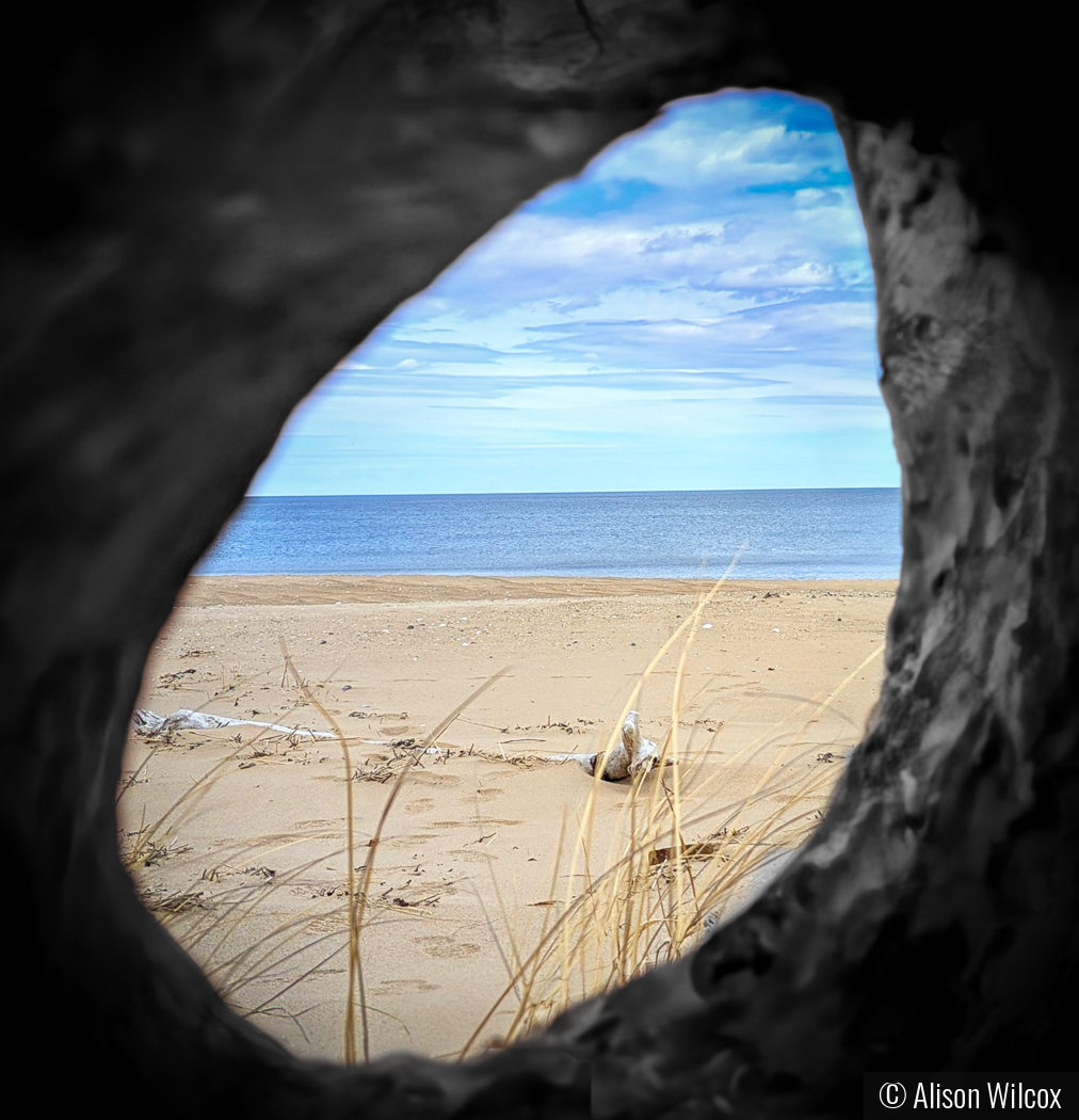 Driftwood Portal by Alison Wilcox