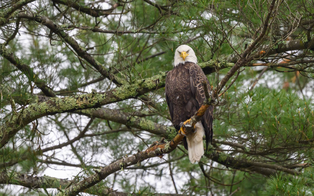 Eagle at Stratton Brook by Tim Abbuhl