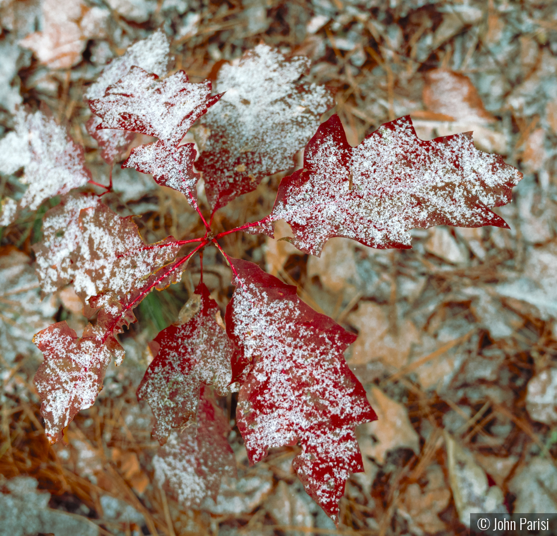 early snow by John Parisi