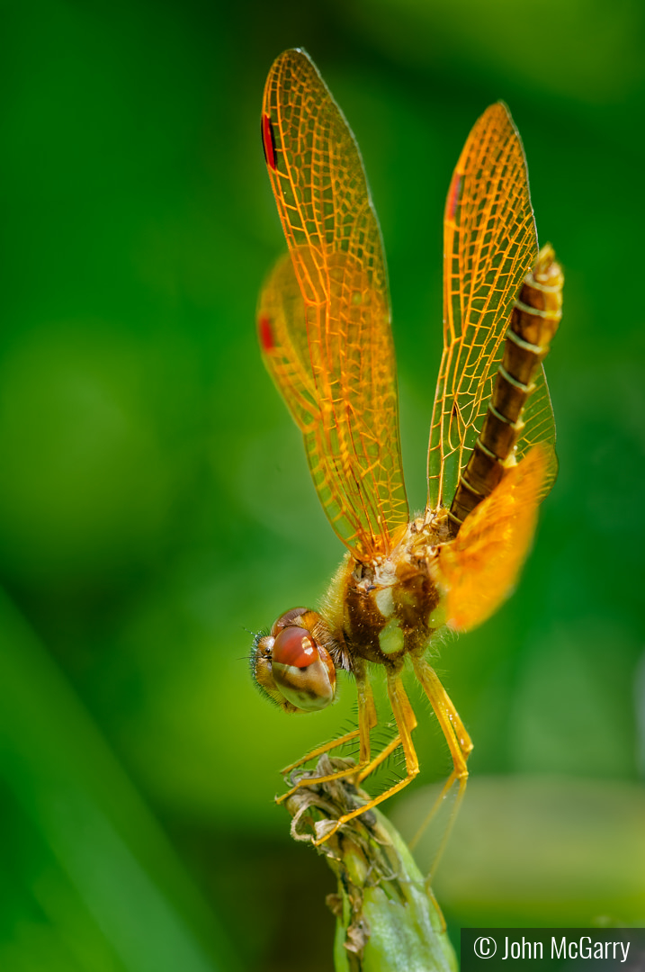 Eastern Amber Wing Obelisk Pose by John McGarry