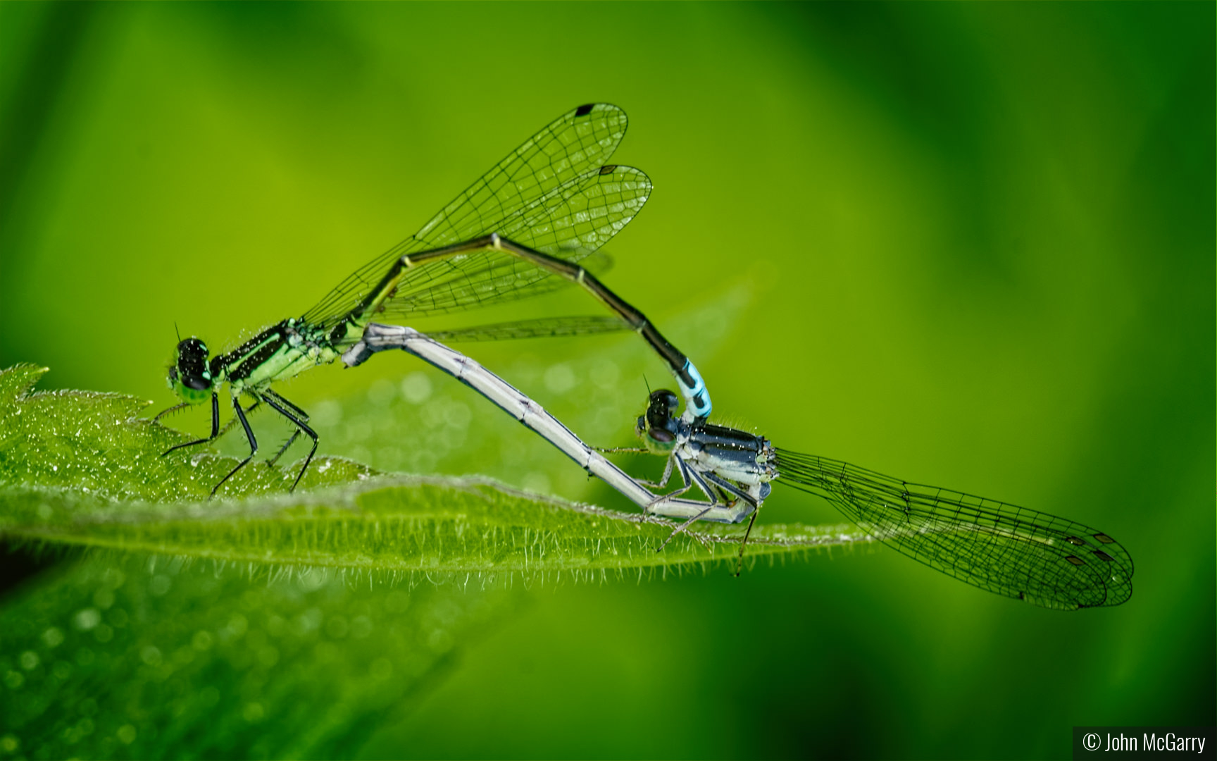 Eastern Forktail Damselflies by John McGarry