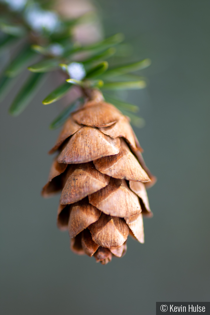 Eastern Hemlock Cone by Kevin Hulse