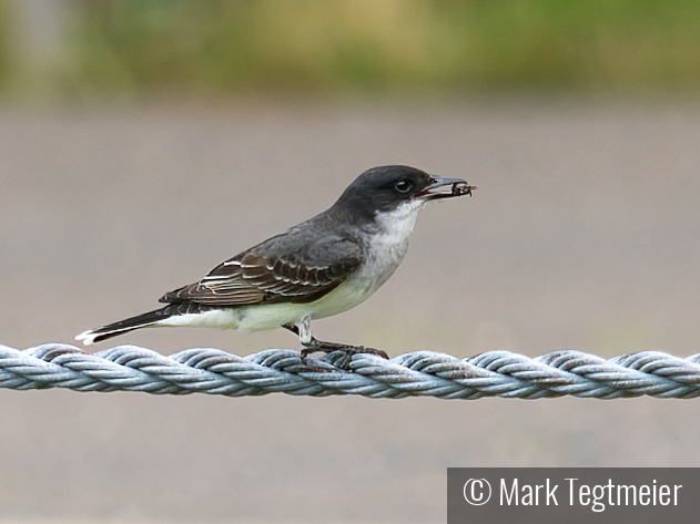 Eastern Kingbird with Snack by Mark Tegtmeier