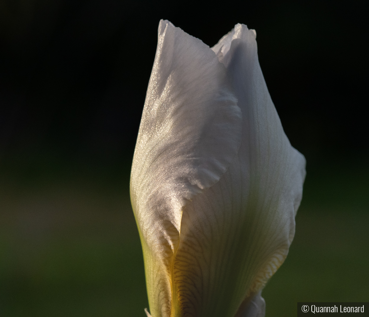 Edge of First Light by Quannah Leonard