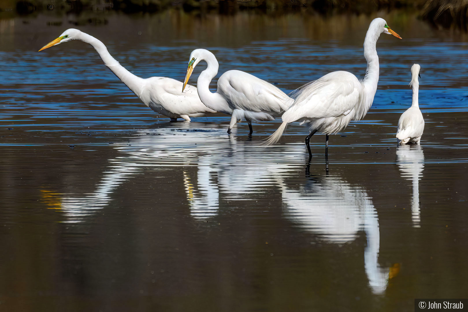 Egret Fishing Buddies by John Straub