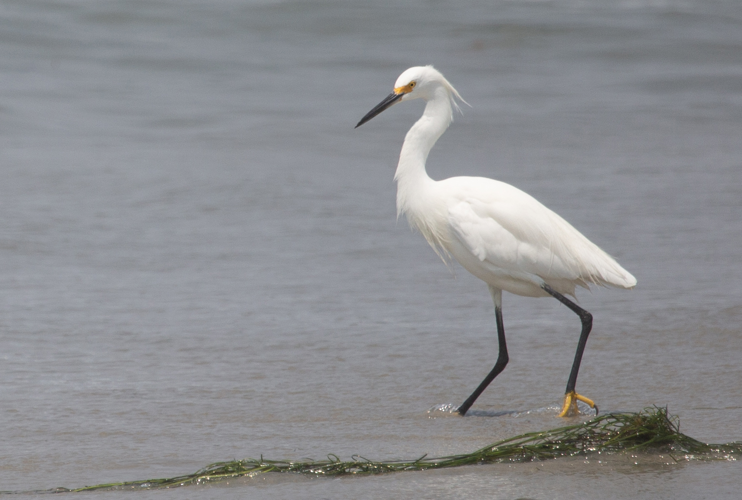 Egret by Ian Veitzer