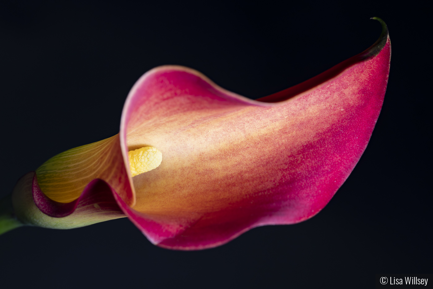 Enlightened Lily by Lisa Willsey