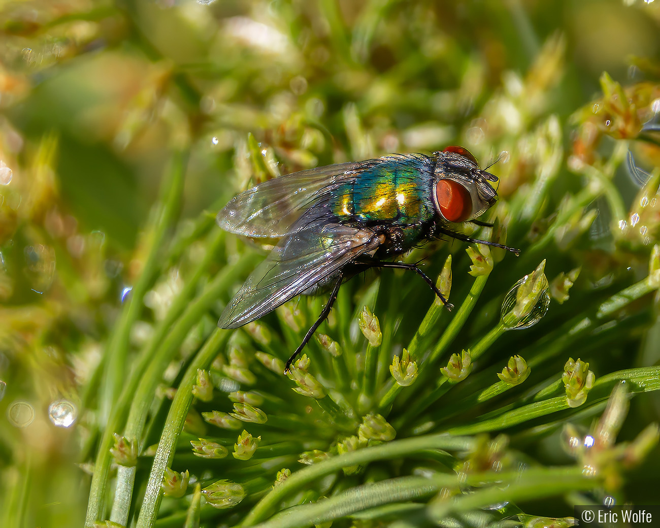 Even a House Fly can be Beautiful by Eric Wolfe