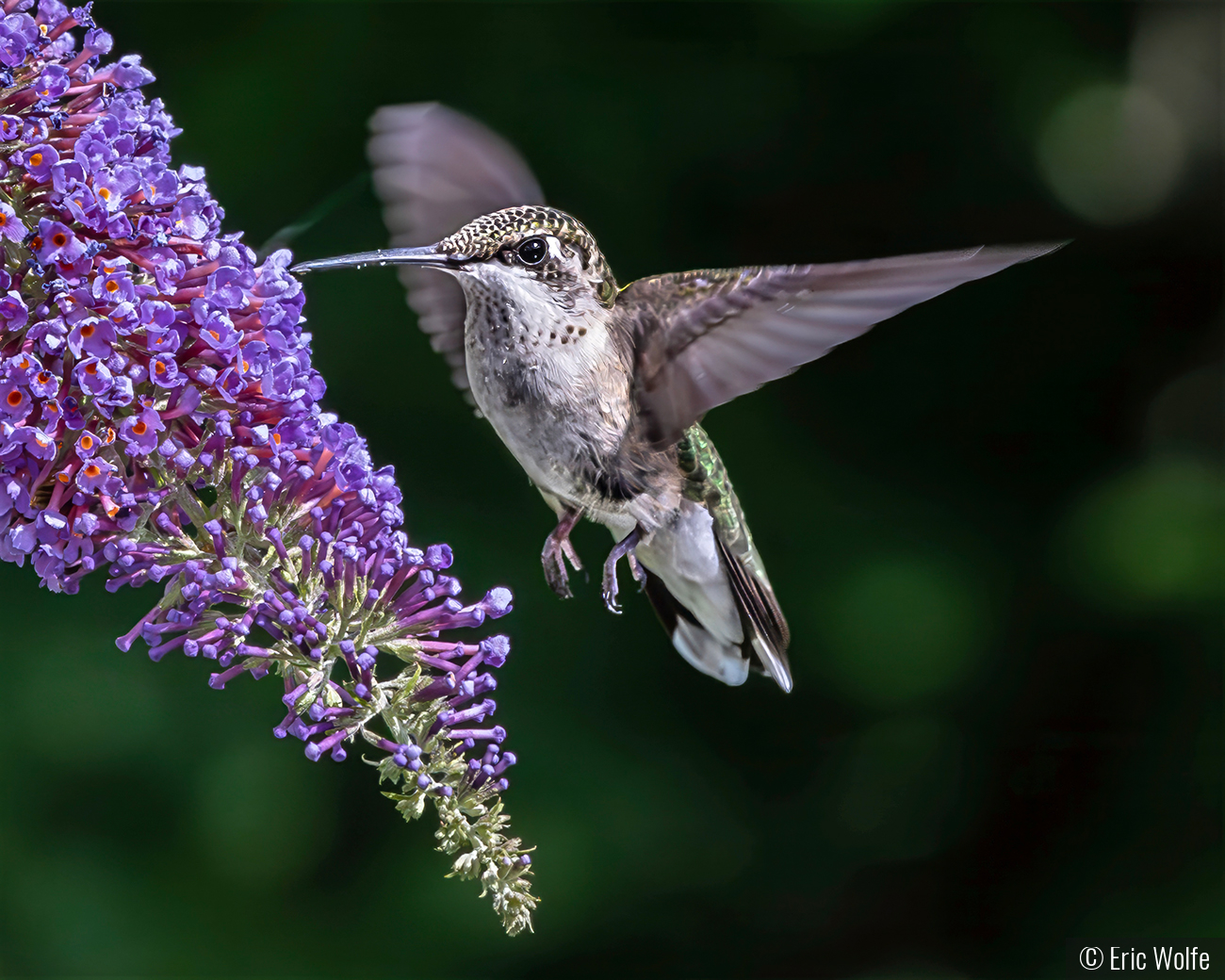Eye on the Nectar by Eric Wolfe
