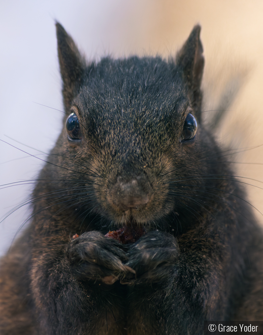 Eye to Eye by Grace Yoder