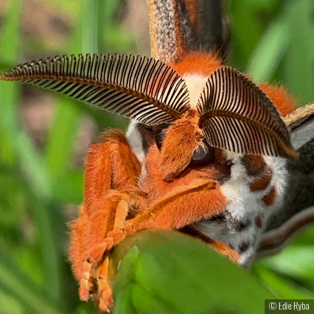 Face of a Cecropia Moth by Edie Ryba