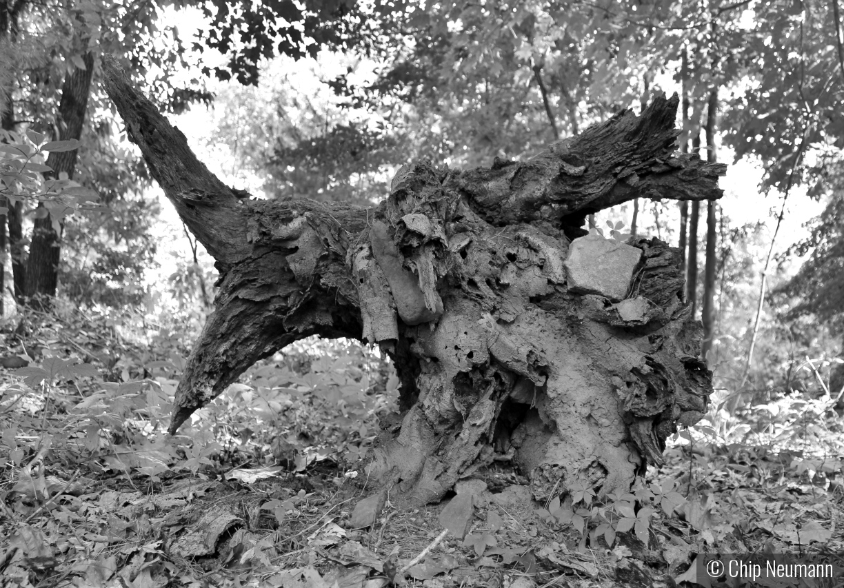 Fallen Tree Root by Chip Neumann
