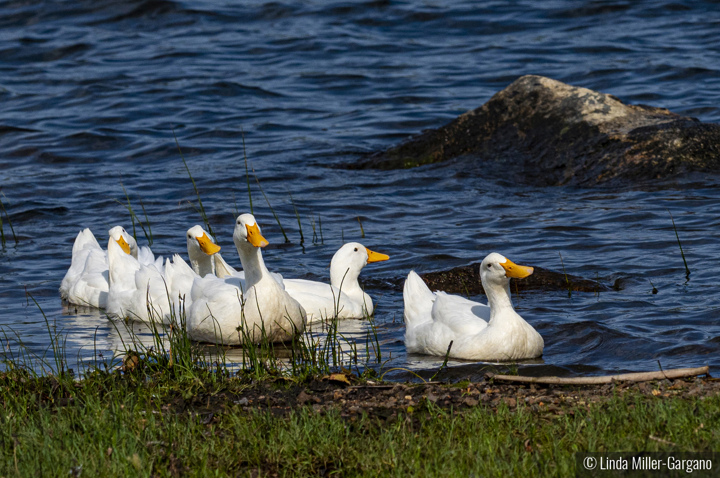 Family Outing by Linda Miller-Gargano