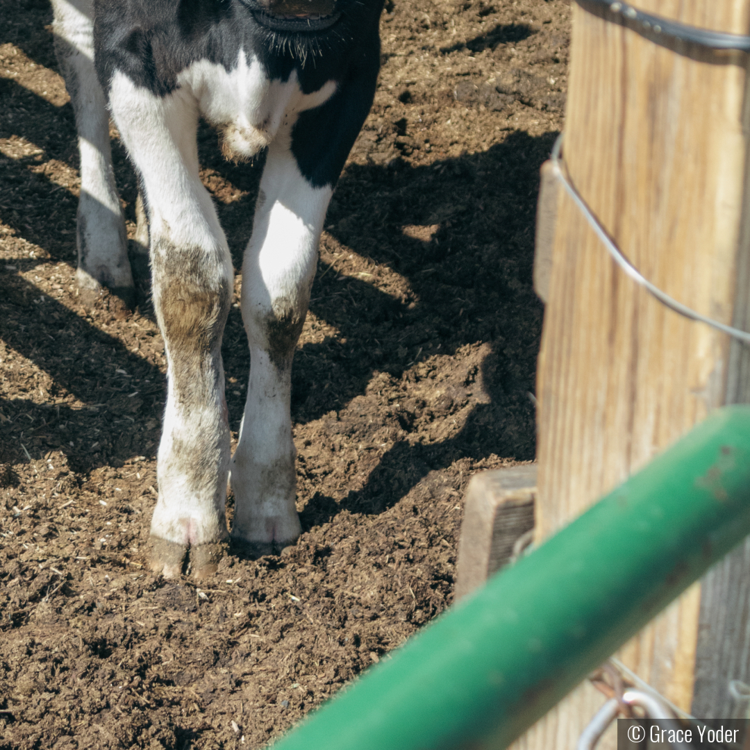 Farm Day by Grace Yoder