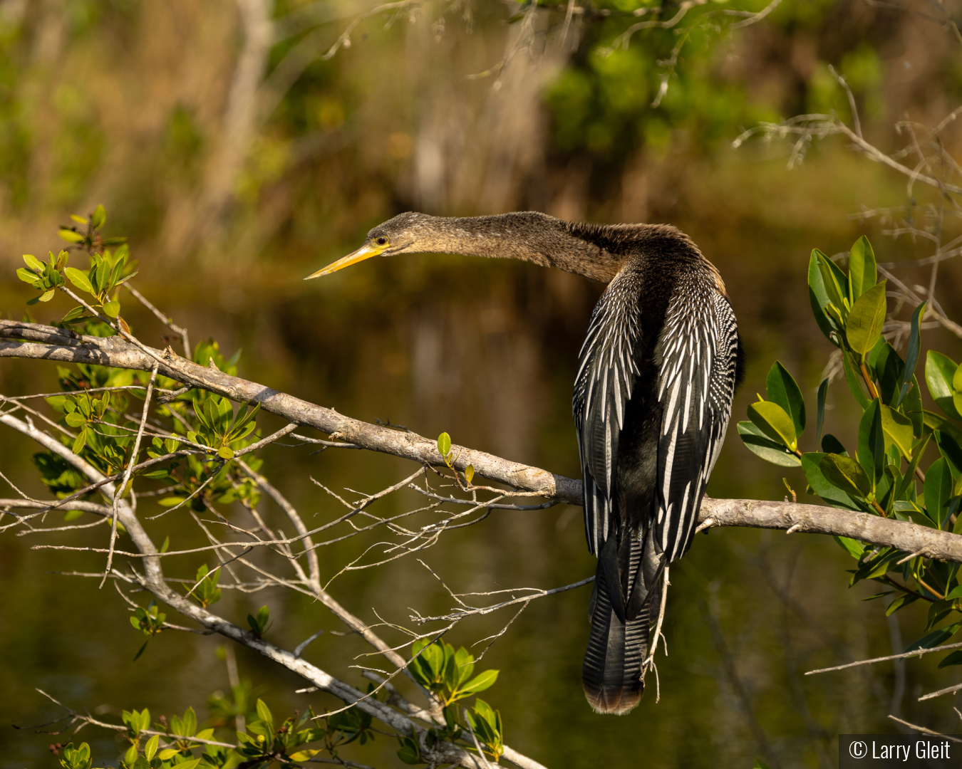 Female Anhinga by Larry Gleit