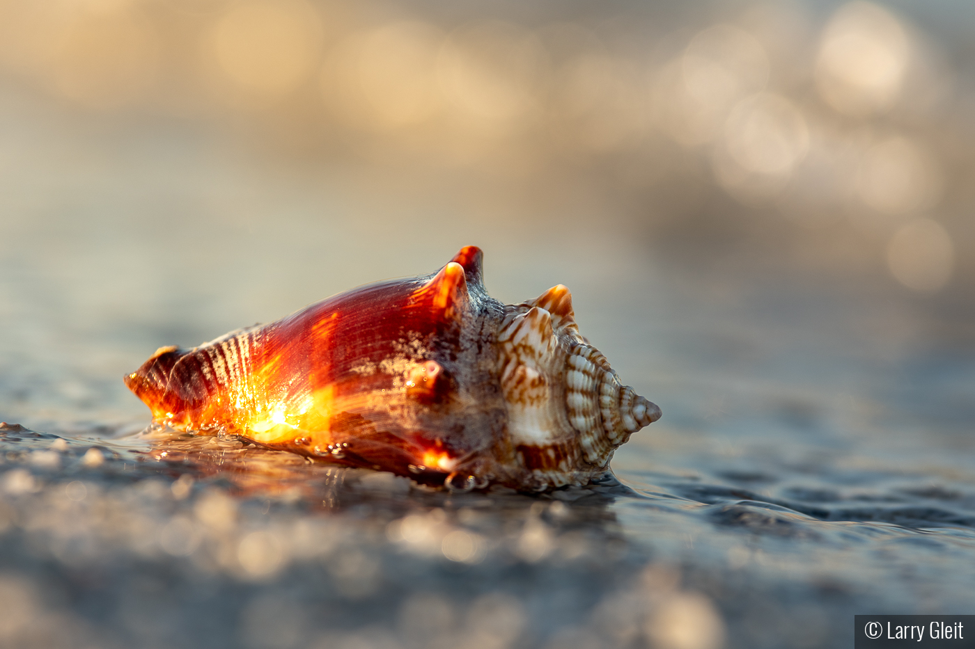 Fighting Conch by Larry Gleit