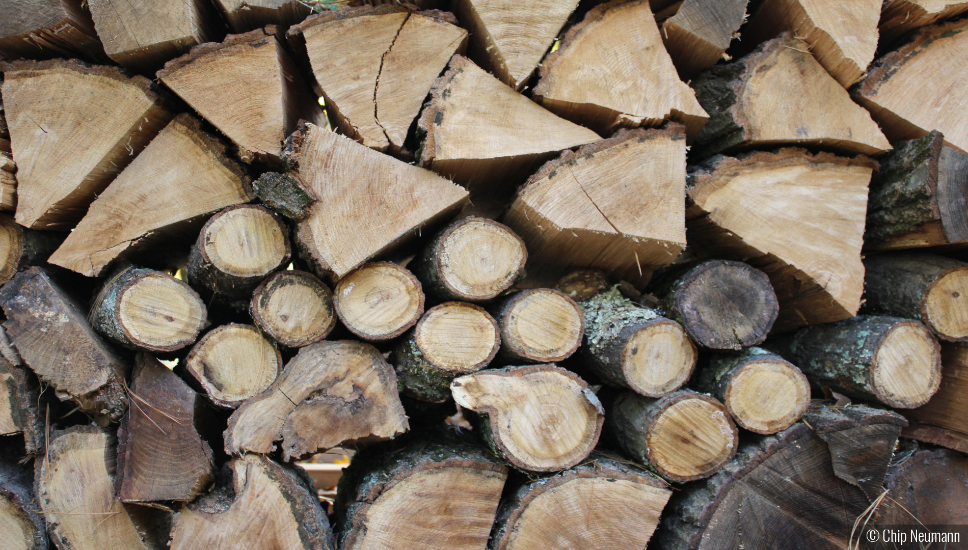 Firewood ready for seasoning by Chip Neumann